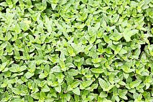 ハーブに囲まれて時を過ごせます