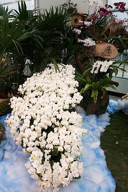 台湾が蘭の花で埋まりました！