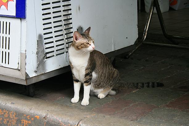 台湾のネコにはいつも逃げられてしまうナビですが、