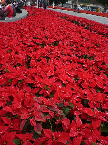 【久保田さんの作品】ナビより：ポインセチアの花畑は12月の一大イベントクリスマスが感じられていいですね！季節感が出ていて◎です。
