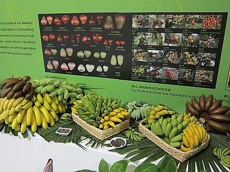 台湾の農産物の成果が見られます！展示物はすべて生ものです！