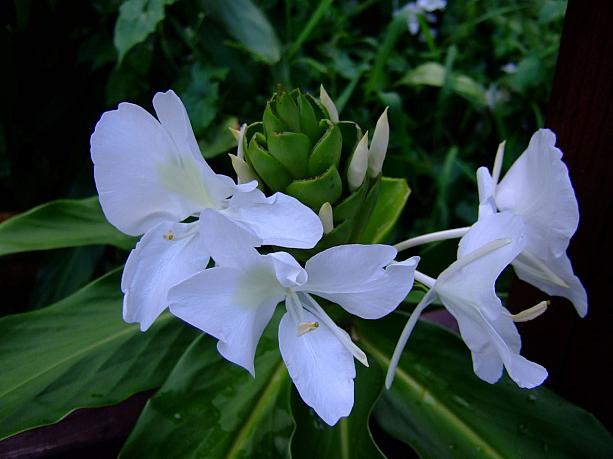 香りを振りまく野姜花（野生の生姜の花）