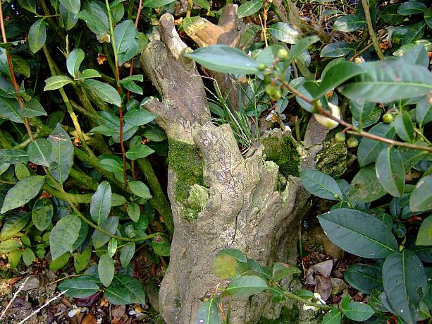 やっとたどり着いた100年老茶樹。でも、なんということはない腰の高さぐらいの茂み。でも、幹が猫の胴位はありました。
