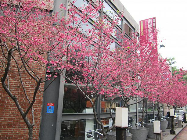 台湾桜が美しく咲き誇る頃、台中にあるテーマレストラン「香蕉新楽園」を再び訪れてみました。