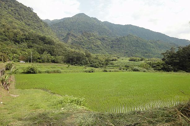 日本の里山によく似た台東のとある水田（ただ、もの凄く広い）の・・・