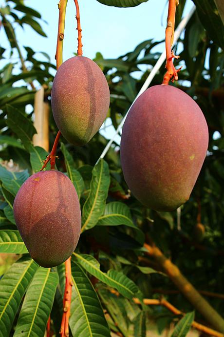 ナビで企画したマンゴー狩りツアーはこちらのマンゴーを狩らせてもらいます！もちろん、マンゴー畑内では食べ放題！！帰りに完熟のマンゴーをおひとり様2つづつのプレゼント付です～！