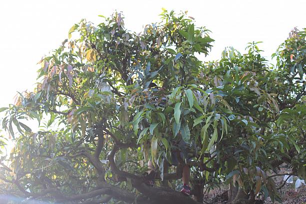 マンゴー達人、この樹を見て「あそことあそこにおいしいマンゴーがある！」と木登りを始めました。素早い動きで見事GET!