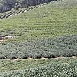 阿里山ウーロン茶畑