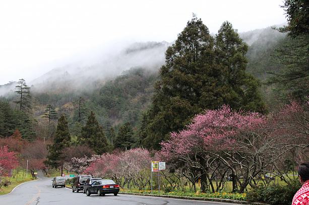 自然いっぱい！旧正月～2月末頃には桜が満開になり、入場規制もかかる「武陵農場」。ここで昨日『張正傑「梅」好時光音楽会』が開催されました！