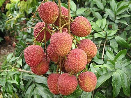 日本で新鮮な台湾フルーツを召し上がれ～♪