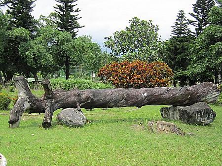 黒松の大木は、鎮守の森として植えたあった最後の1本だそう。外来種のマツクイムシにやられて枯れてしまったそうですが、この太さにはびっくり。