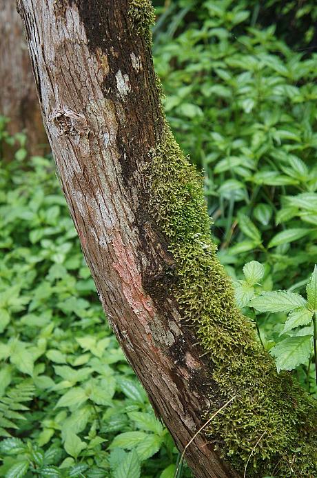 1本の樹でも陽があたるところと陽があたらないところではまったく違います！