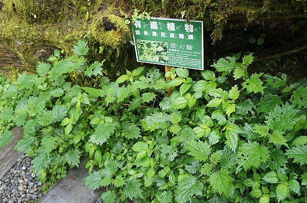 有毒植物もあるので、絶対触らないようにしてくださいね！