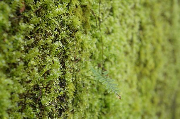 湿度が好きそうな植物をたくさんみましたよ～