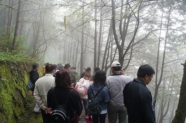 この神木群は台北から日帰りも可能ということで大勢の観光客でにぎわいます