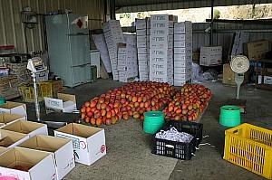 22班の集荷作業場。大量のマンゴー