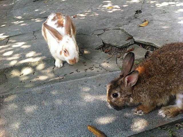 自然の中のカフェでウサギと触れ合おう 台北ナビ