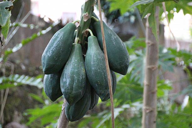 校庭には、パパイヤの他にいろんな果物の樹がありましたよ