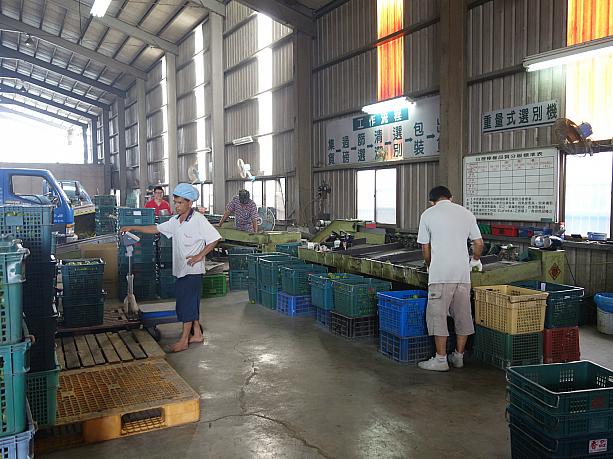 ここは屏東県九如郷にある檸檬運銷合作社。台湾一のレモンの生産地である屏東県北部で栽培されたレモンがこちらに集められ、仕分け、箱詰めされます。