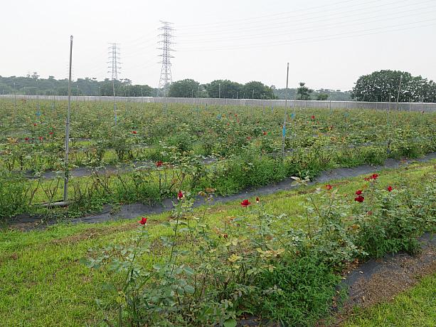 ここは屏東県九如飛行場の近くにある大花有機農場。台湾最大の面積をほこる有機バラを栽培する有機農場です。