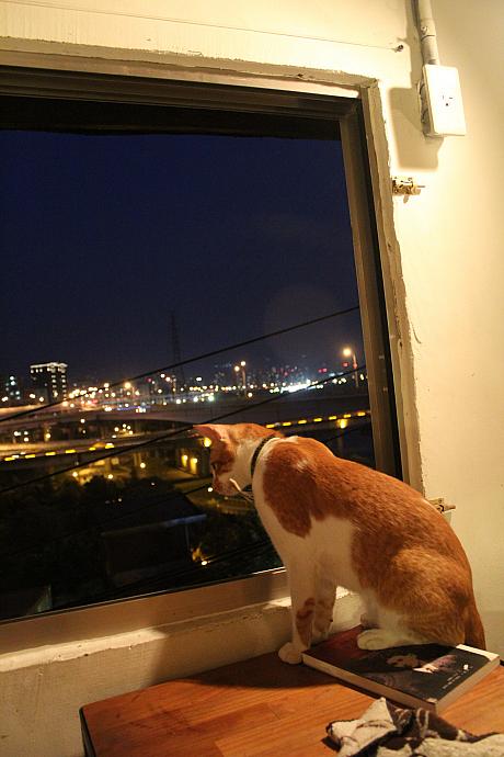 気づけば夜。寶藏巖國際藝術村のカフェ「尖蚪」で猫とまったり