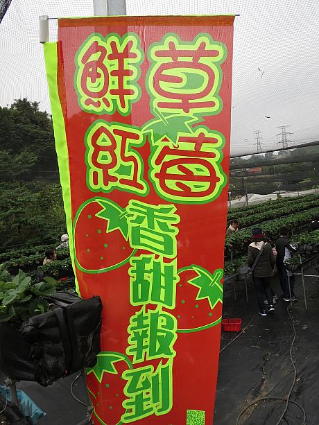 大湖エリアの道沿いには、たくさんの苺畑。12月～3月は台湾の苺の季節です。