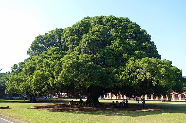 そしてそこにはたいへん立派なガジュマルの木があります。実はこの木、日本時代に植えられたものなんです。