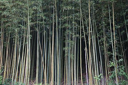 竹林も発見！このあたりでは竹がたくさん生えています。だから、建物にも、食器としても使われているんですね～。