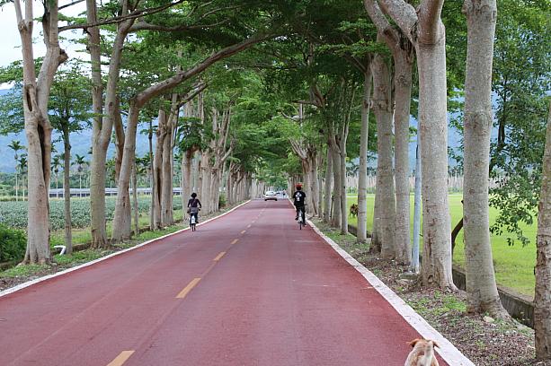 台東・鹿野で自転車の旅 自転車 移民村 パラグライダー 紅茶 民宿 熱気球 日本神社