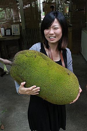 大きな菠蘿蜜は持つのもやっと！