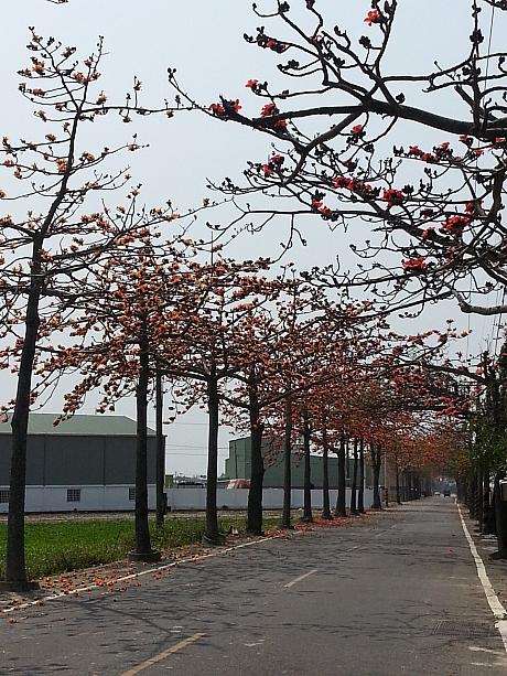 木棉の花は高雄市の市花で、樹の高さは10～25メートルにもなります