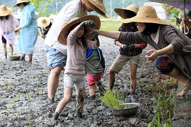 ちびっこも一生懸命植えましたよ～。台北などの都市では泥で遊ぶ機会が少ないため、子供連れの参加が多かったです！