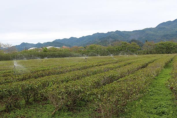紅玉や台茶18号と言われる種類もあり、他にも紅茶＋烏龍茶などの新種も含め、数種類が植えられているんです。共通点はすべてオーガニックであること。