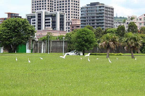 「美堤河濱公園」にはたくさんの鳥さんが気持ちよさそうに飛んでいました！
