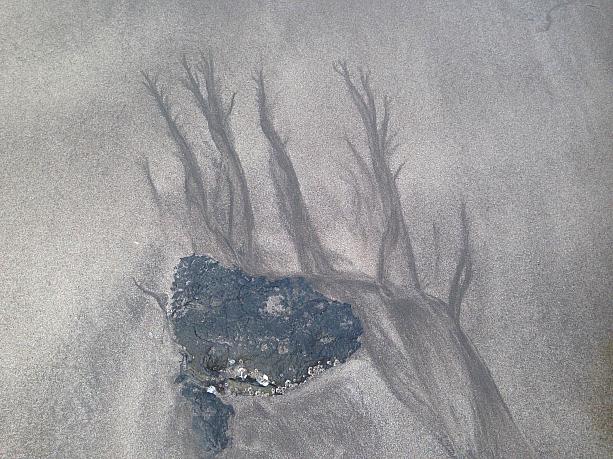 砂と海水が葉のない木々の水墨画のような芸術を創り出しています
