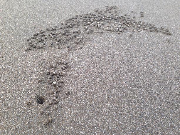 ナビは、砂蟹（小指の爪ほどの砂色の小さな蟹）の造った宿を見つけるとじっくり見入ってしまいます<br>まん丸になった砂が不思議、そこかしこにありartにも見えてきます