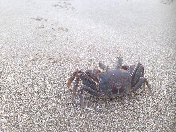 親指ほどの蟹も居たりします、海辺で蟹を発見すると嬉しいですよね〜