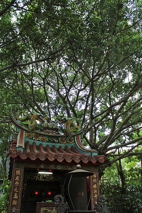 彼らのオフィスのひとつが「若水館」。入口を入ると土地公の上に大きな樹が！台湾で良く見かける風景ですよね。これらはもともとこの土地にあったもの。その土地と共存したい！という思いからそのまま大事に残しました