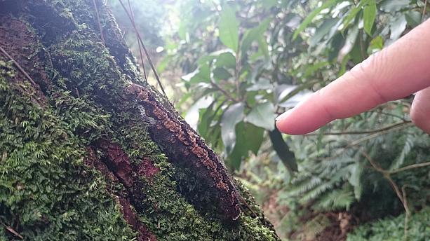 ミニ蛇のような中指ほどの長さ・太さの毛虫が<br>のそのそと木の幹を散歩していました