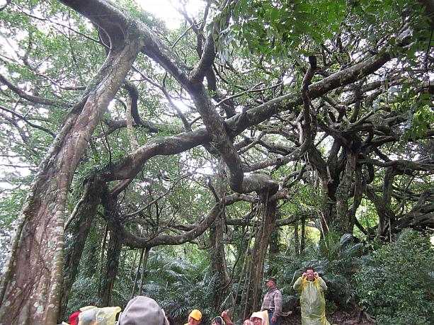やっぱりみごととしか言いようのないガジュマルの大木。映画「アバター」の住人が住んでいそうな森です。こんな大木が確認されているだけで1002本あるんだそうです。