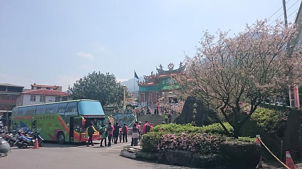 観光バスが何台か乗り付けてみんなが桜を楽しんでいましたよ！来年は満開のすんごいのを期待します！