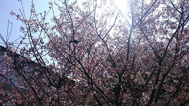 雨がずっと続いていた台北。カラッと久しぶりに晴れたので、今のうち！と思い出掛けました〜。まずはとにかくお目当ての桜を！可愛い小鳥も桜を楽しみます