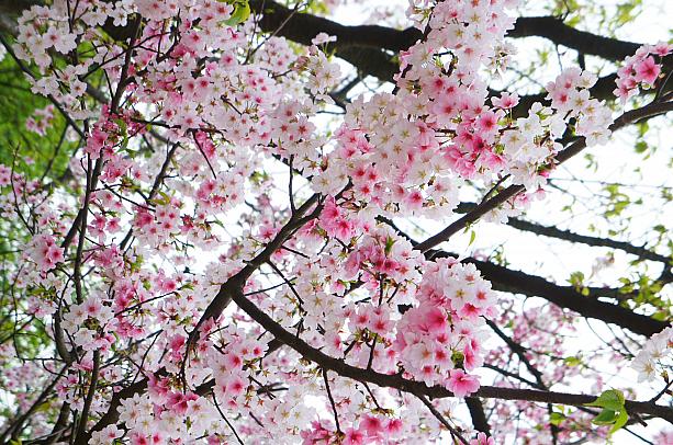 本当はもう桜の時季は終わりかけなのですが、鮮やかに咲き誇るこの桜を発見！カラーもいいけど、桜を見ると元気になっちゃいま～す♪