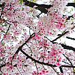 本当はもう桜の時季は終わりかけなのですが、鮮やかに咲き誇るこの桜を発見！カラーもいいけど、桜を見ると元気になっちゃいま～す♪