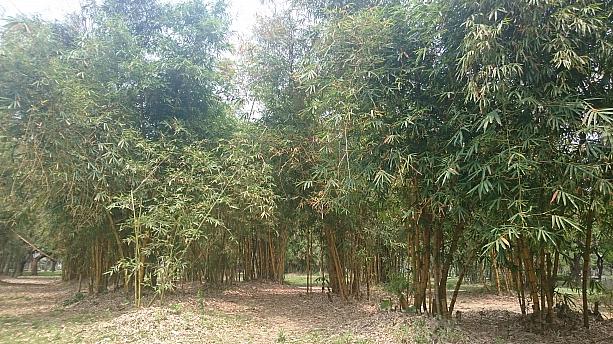 かぐや姫でも居そうな竹林が覆い繁ります