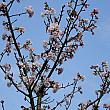 桜の見ごろもほぼ終わり…