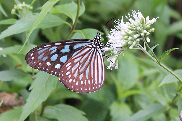 無数の蝶々が舞う「紅葉公園」では「蝴蝶遊樂園」というイベントが開催されています。（8月27日までの土日）事前申込が必要ですが、無料で蝶の生態ガイドなどが楽しめます。