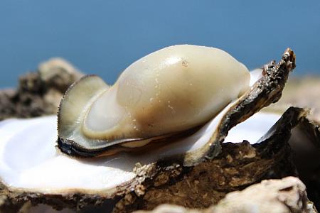 真珠のようにも見えるぷくぷくの牡蠣！これがおいしくないわけがない！！