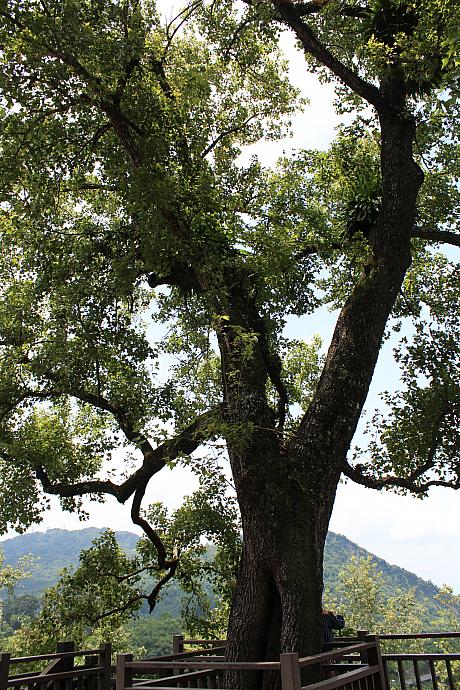 「紅葉公園」の名前の由来がこれ！關子嶺で初めて植えられた楓の樹です
