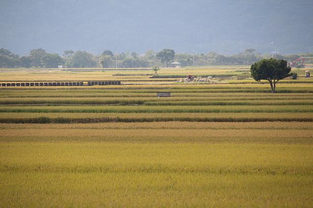 美しい田んぼに、美味しい池上米が育っています♪今年のテーマは、「伍佰 &China Blue ：後山日先照」。